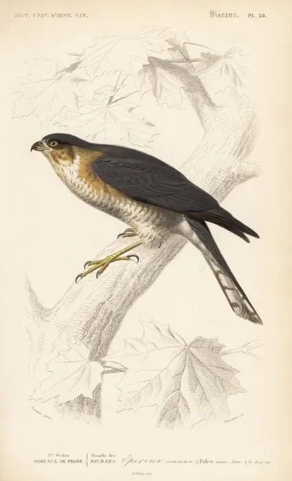 Framed Print : Eurasian sparrowhawk, Accipiter nisus Framed Print : Eurasian sparrowhawk, Accipiter nisus