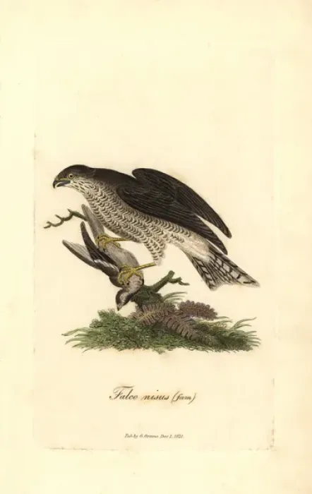 Framed Print : Eurasian sparrowhawk, Accipiter nisus, female Framed Print : Eurasian sparrowhawk, Accipiter nisus, female
