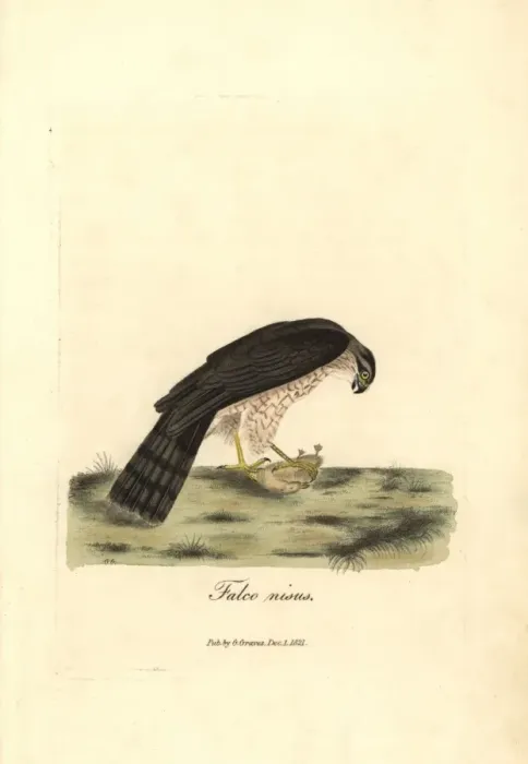 Framed Print : Eurasian sparrowhawk, Accipiter nisus (male) Framed Print : Eurasian sparrowhawk, Accipiter nisus (male)