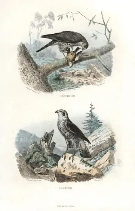 Framed Print : Eurasian sparrowhawk and northern goshawk Framed Print : Eurasian sparrowhawk and northern goshawk