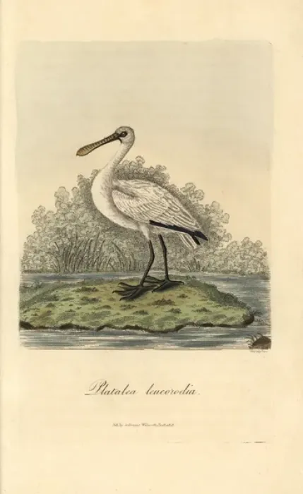 Framed Print : Eurasian spoonbill, Platalea leucorodia Framed Print : Eurasian spoonbill, Platalea leucorodia