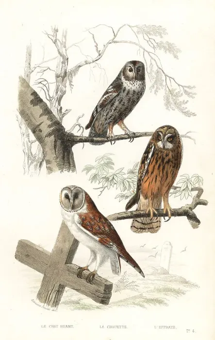 Framed Print : Eurasian tawny owl, hawk owl and short-eared owl Framed Print : Eurasian tawny owl, hawk owl and short-eared owl