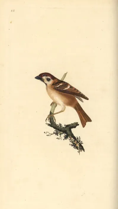 Framed Print : Eurasian tree sparrow, Passer montanus Framed Print : Eurasian tree sparrow, Passer montanus