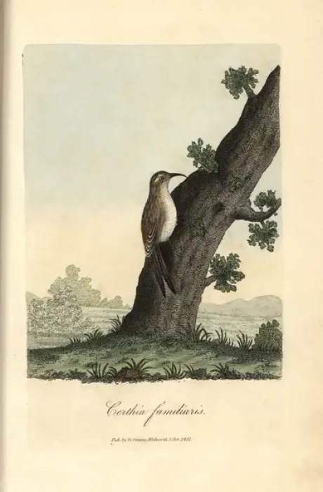 Framed Print : Eurasian treecreeper, Certhia familiaris Framed Print : Eurasian treecreeper, Certhia familiaris