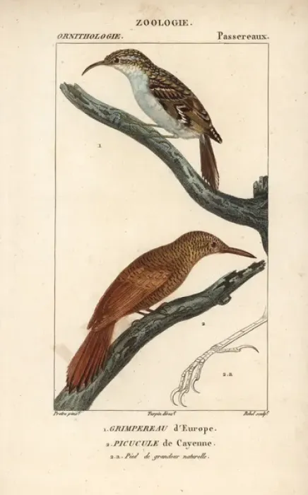 Framed Print : Eurasian treecreeper, Certhia familiaris Framed Print : Eurasian treecreeper, Certhia familiaris