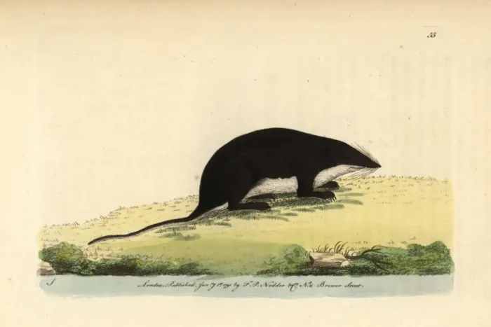 Framed Print : Eurasian water shrew, Neomys fodiens Framed Print : Eurasian water shrew, Neomys fodiens