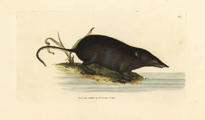 Framed Print : Eurasian water shrew, Neomys fodiens Framed Print : Eurasian water shrew, Neomys fodiens