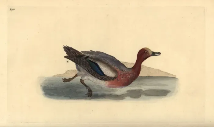 Framed Print : Eurasian wigeon, Anas penelope Framed Print : Eurasian wigeon, Anas penelope
