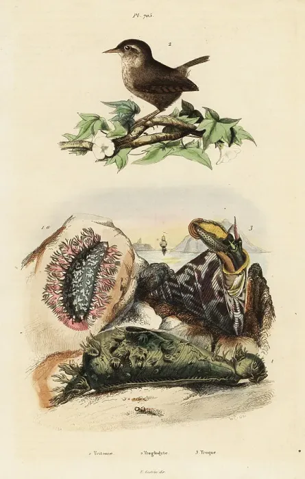Framed Print : Eurasian wren, Nile topsail, and sea slug Framed Print : Eurasian wren, Nile topsail, and sea slug