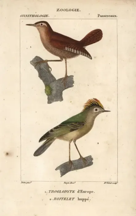 Framed Print : Eurasian wren, Troglodytes troglodytes Framed Print : Eurasian wren, Troglodytes troglodytes