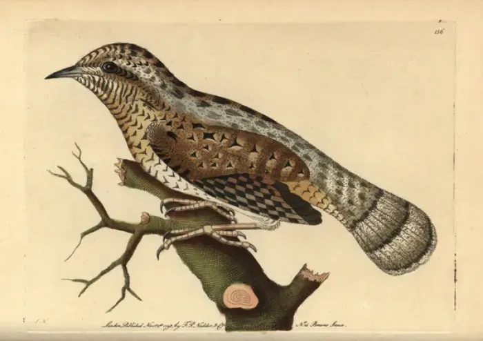 Framed Print : Eurasian wryneck, Jynx torquilla Framed Print : Eurasian wryneck, Jynx torquilla