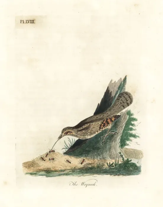 Framed Print : Eurasian wryneck, Jynx torquilla Framed Print : Eurasian wryneck, Jynx torquilla