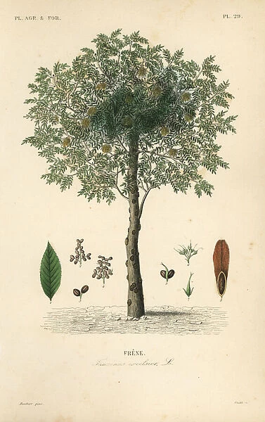 European ash tree, Fraxinus excelsior