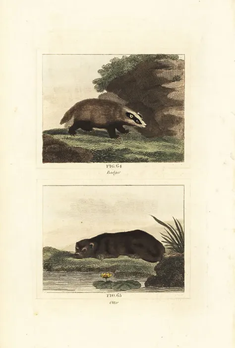 Framed Print : European badger and Eurasian otter Framed Print : European badger and Eurasian otter