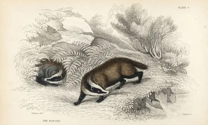 Framed Print : European badger, Meles meles Framed Print : European badger, Meles meles