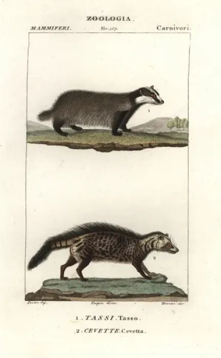 Framed Print : European badger, Meles meles, and civet, Civettictis Framed Print : European badger, Meles meles, and civet, Civettictis