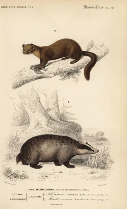 Framed Print : European badger, Meles meles, and European Framed Print : European badger, Meles meles, and European