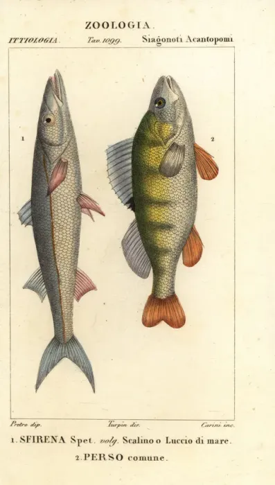 Framed Print : European barracuda and perch Framed Print : European barracuda and perch
