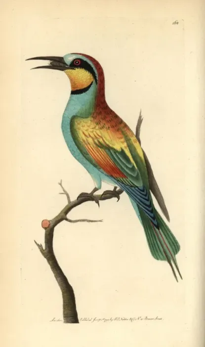 Framed Print : European bee-eater, Merops apiaster Framed Print : European bee-eater, Merops apiaster