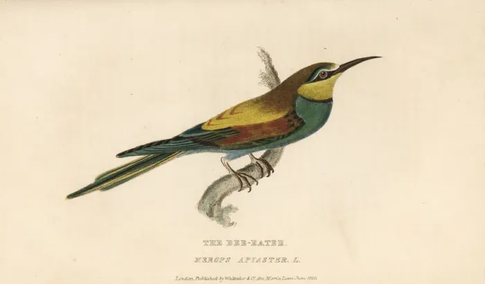 Framed Print : European bee-eater, Merops apiaster Framed Print : European bee-eater, Merops apiaster
