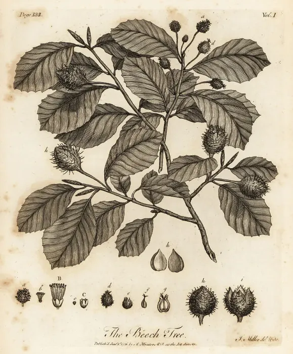 Framed Print : European beech or common beech, Fagus sylvatica Framed Print : European beech or common beech, Fagus sylvatica