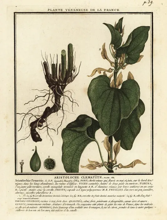Framed Print : European birthwort, Aristolochia clematitis Framed Print : European birthwort, Aristolochia clematitis