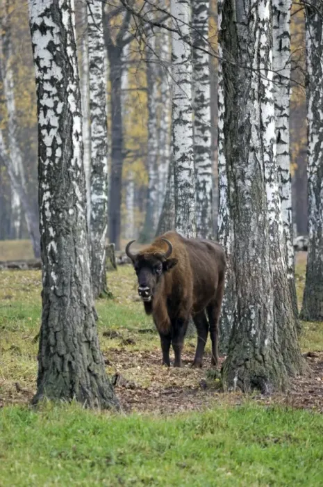 Framed Print : European Bison - adult female - in birch forest Framed Print : European Bison - adult female - in birch forest
