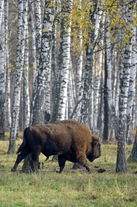 Framed Print : European Bison - adult male - birch forest Framed Print : European Bison - adult male - birch forest