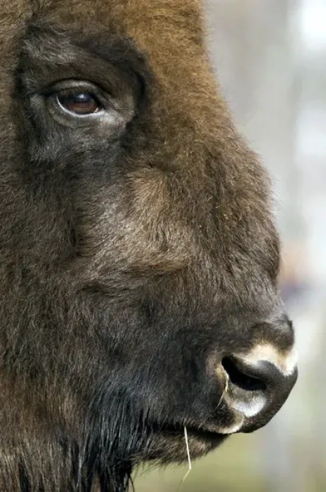 Framed Print : European Bison - adult male bull - ruminates after Framed Print : European Bison - adult male bull - ruminates after