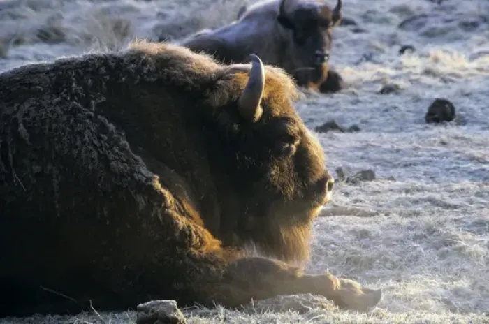 Framed Print : European Bison - adult male - snoozes in frosty Framed Print : European Bison - adult male - snoozes in frosty