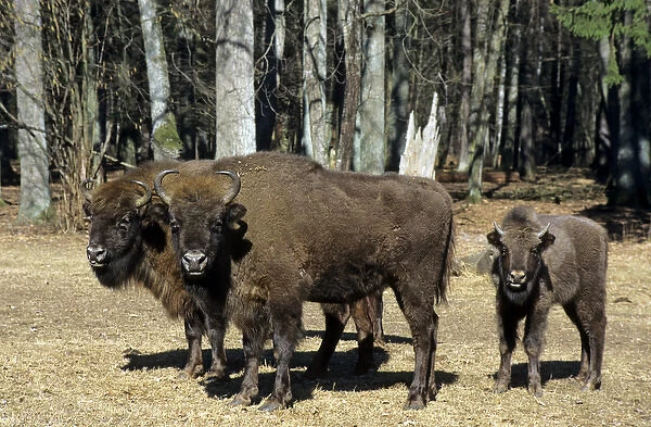 European Bison - adults and juvenile