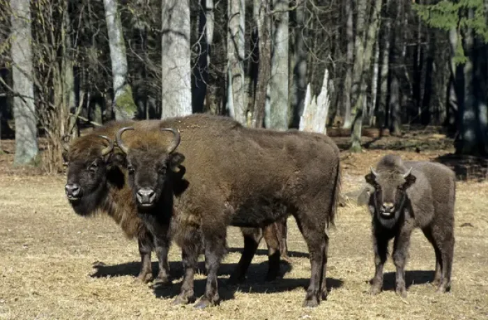 Framed Print : European Bison - adults and juvenile Framed Print : European Bison - adults and juvenile