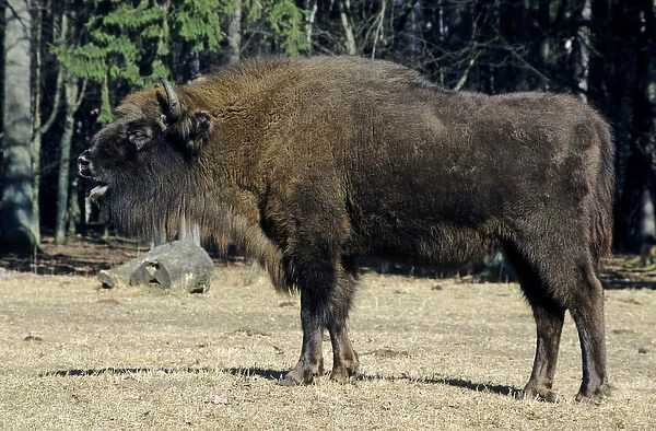 European Bison - grazes in a clearing