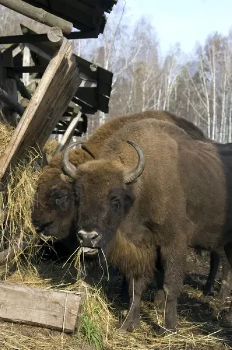 Framed Print : European Bison - pair of adults - supplementary Framed Print : European Bison - pair of adults - supplementary