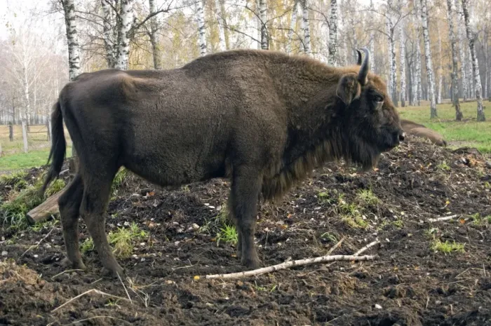 Framed Print : European Bison - rests after feeding - part of Framed Print : European Bison - rests after feeding - part of