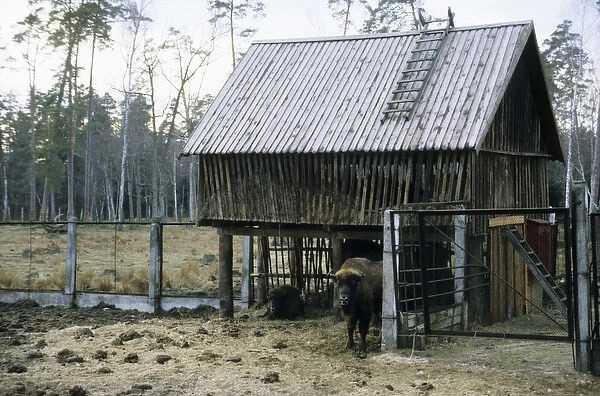 European Bison - a shelter and feeding place inside a corral