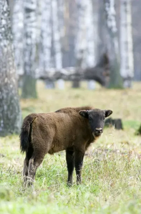 Framed Print : European Bison - young calf - a member of a larger Framed Print : European Bison - young calf - a member of a larger