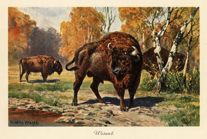 Framed Print : European bison or zubr in a forest clearing Framed Print : European bison or zubr in a forest clearing