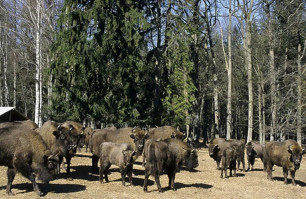 European Bisons - graze and being feed with turnips