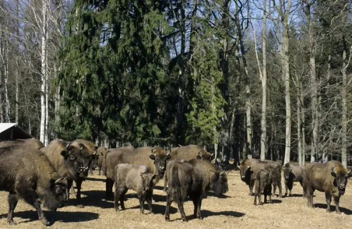 Framed Print : European Bisons - graze and being feed with turnips Framed Print : European Bisons - graze and being feed with turnips