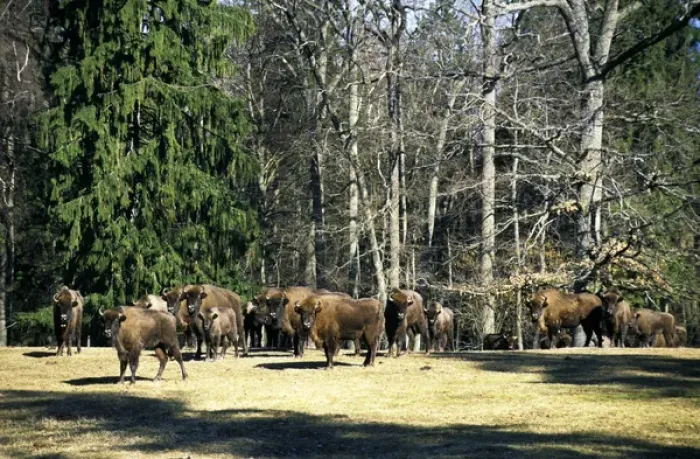 Framed Print : European Bisons - large herd in a clearing in a Framed Print : European Bisons - large herd in a clearing in a