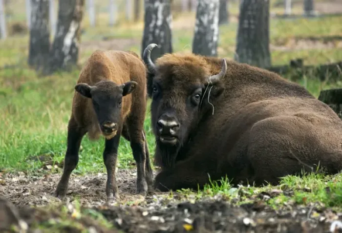 Framed Print : European Bisons - young calf and a huge male