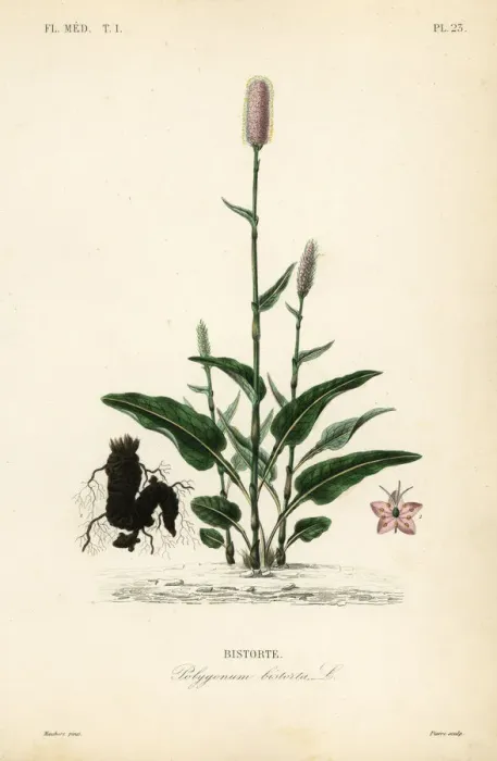Framed Print : European bistort or snakeroot, Persicaria bistorta Framed Print : European bistort or snakeroot, Persicaria bistorta
