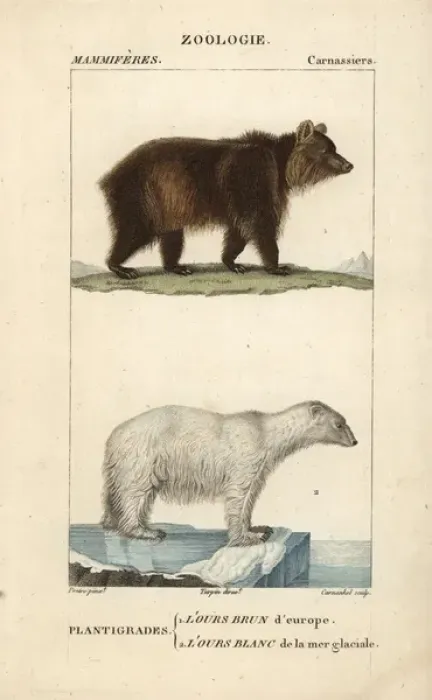 Framed Print : European brown bear, Ursus arctos, and polar Framed Print : European brown bear, Ursus arctos, and polar