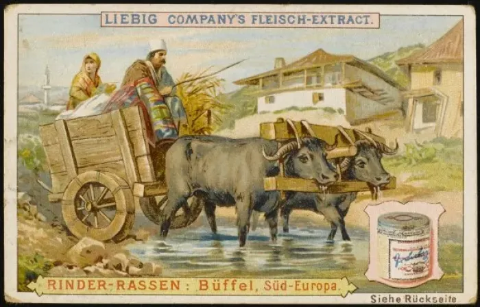 Framed Print : European Buffalo Framed Print : European Buffalo