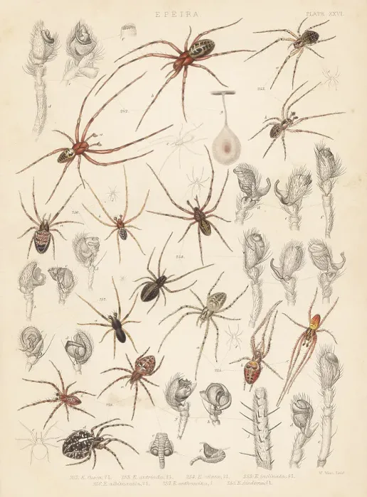 Framed Print : European cave spider, diadem spider, orbweaver, etc Framed Print : European cave spider, diadem spider, orbweaver, etc
