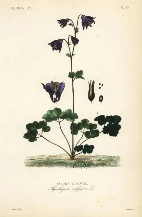 Framed Print : European columbine, Aquilegia vulgaris Framed Print : European columbine, Aquilegia vulgaris