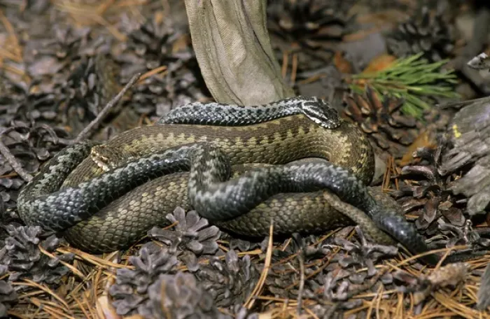 Framed Print : European / Common ADDER - adults; pre-copulation Framed Print : European / Common ADDER - adults; pre-copulation