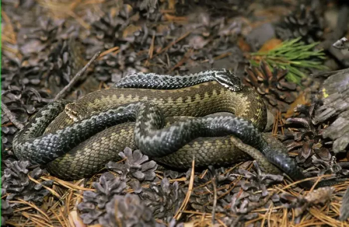 Framed Print : European / Common ADDER - adults; pre-copulation Framed Print : European / Common ADDER - adults; pre-copulation