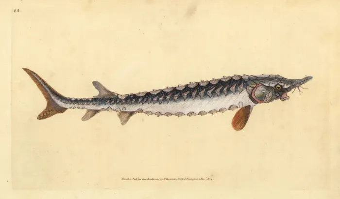 Framed Print : European or common sturgeon, Acipenser sturio Framed Print : European or common sturgeon, Acipenser sturio